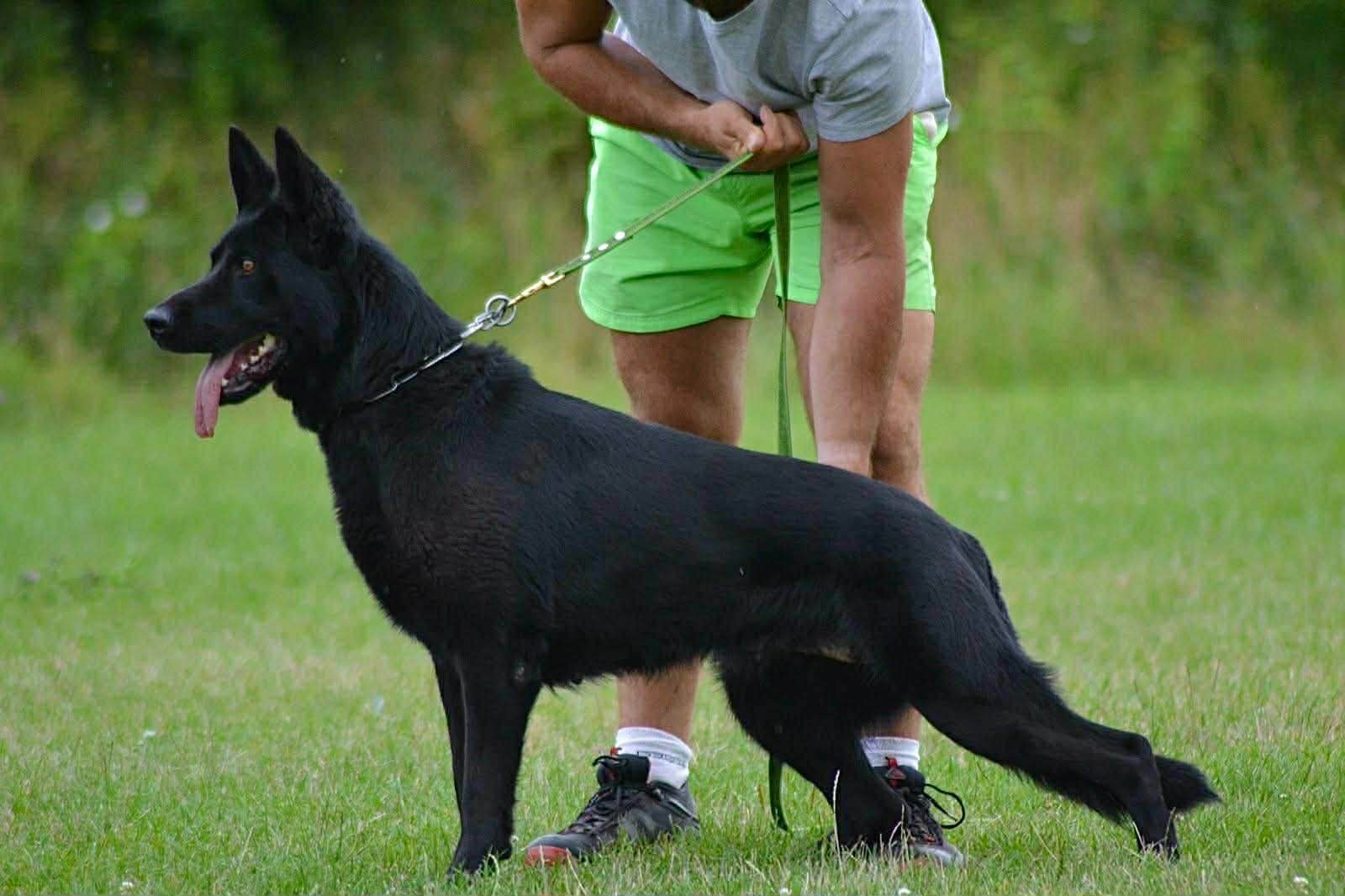 Jutta z Tušickeho Dvora, IGP 1 Jutta z Tušickeho Dvora, IGP 1