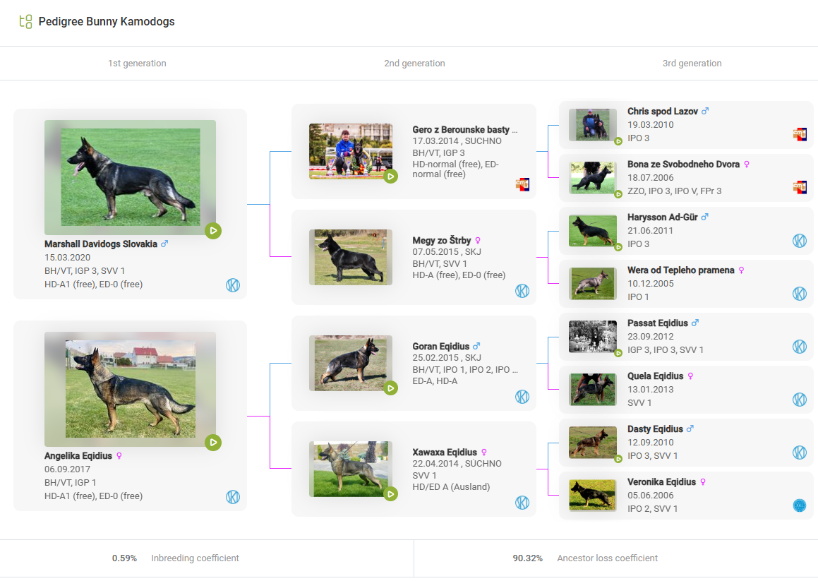 Bunny Pedigree