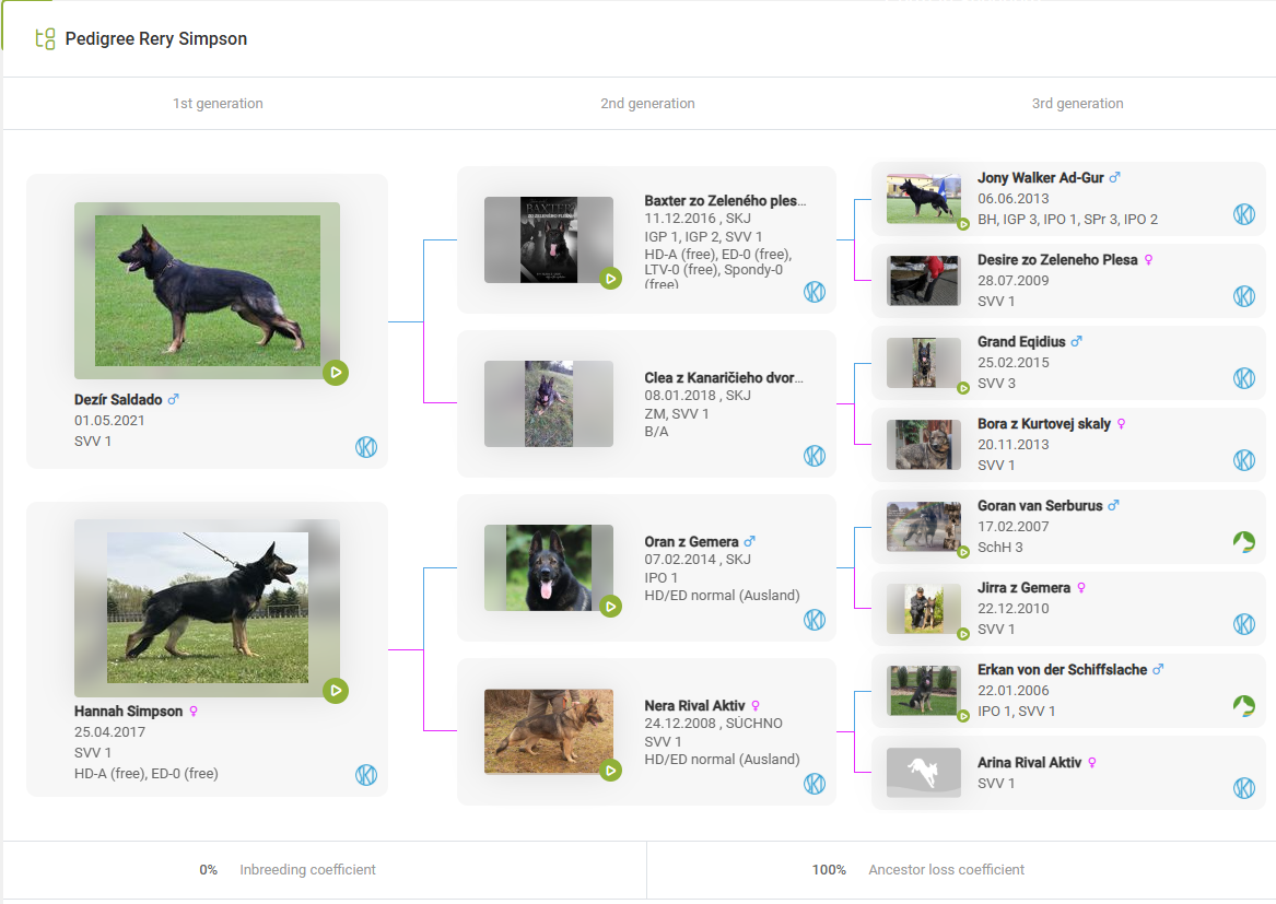 Rery Pedigree